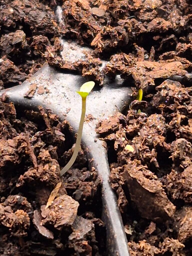 Tiny baby lavender plant in seed starter tray
