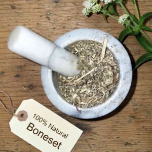 Boneset herb cut and sifted, wild crafted, in a mortar and pestle with Eupatorium perfoliatum plant - The Herb Peddler