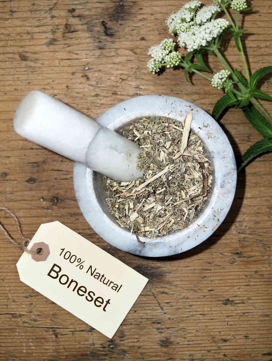 Boneset herb cut and sifted, wild crafted, in a mortar and pestle with Eupatorium perfoliatum plant - The Herb Peddler