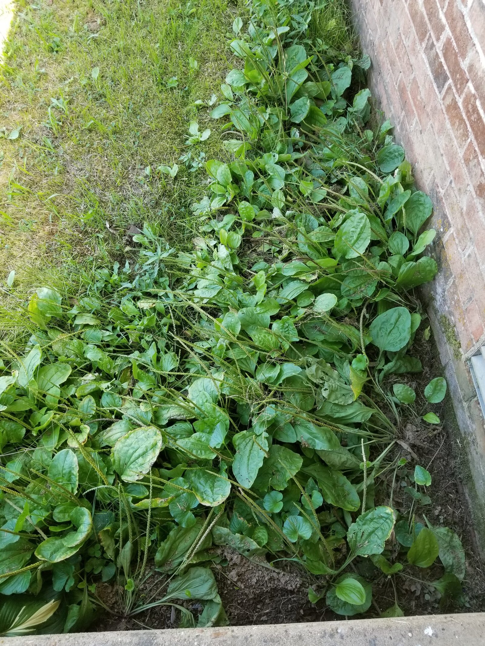Plantain leaf Plantago major growing in a patch in the yard - The Herb Peddler