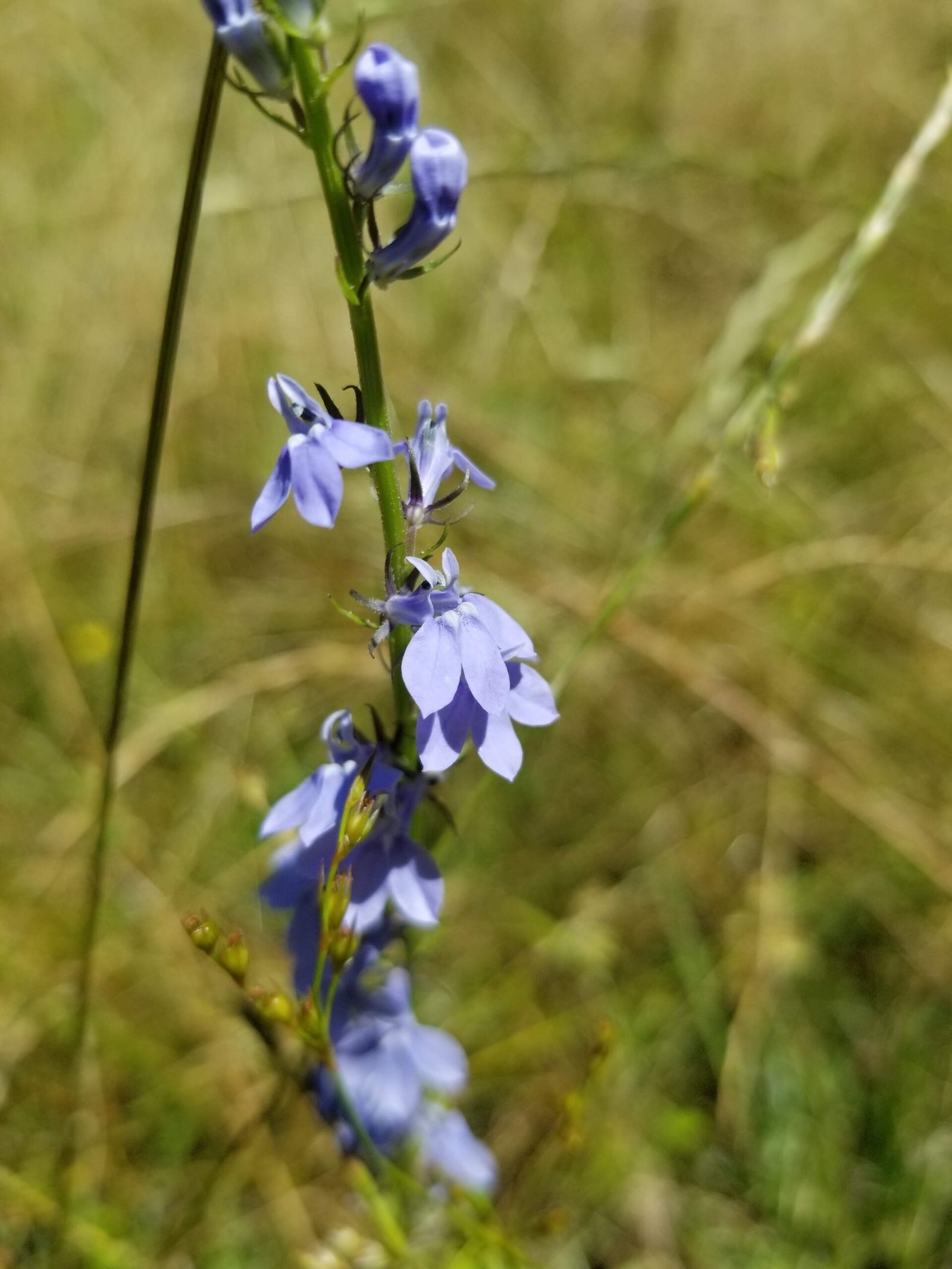 Appalachian wildcrafted Lobelia herb - The Herb Peddler