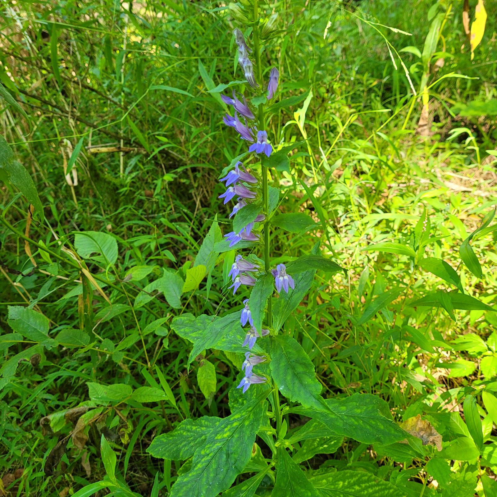 Lobelia - Virginia native herb in the Appalachian Mountains