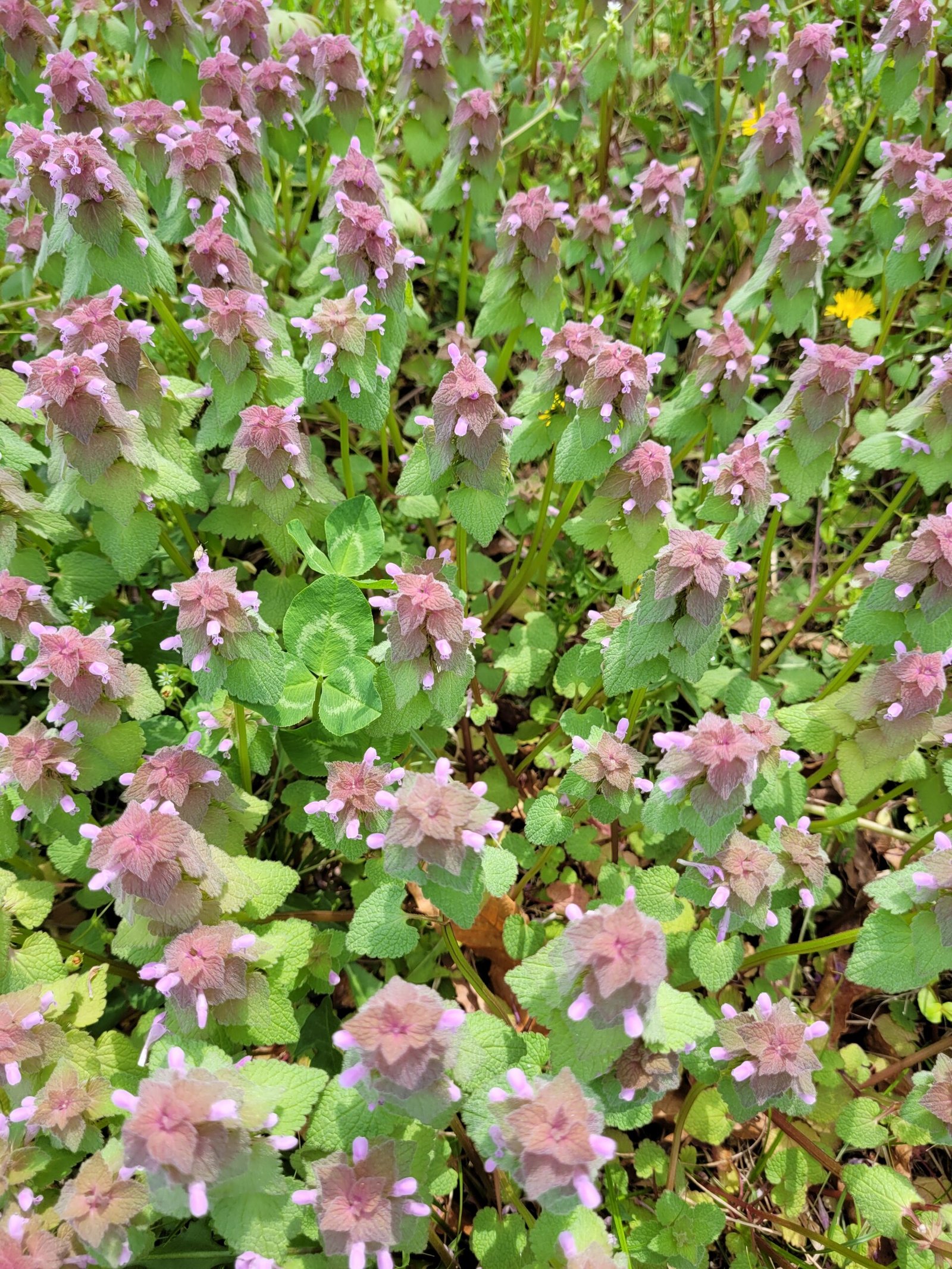Purple Dead Nettle growing wild at Horse-n-Bear Ranch home of The Herb Peddler