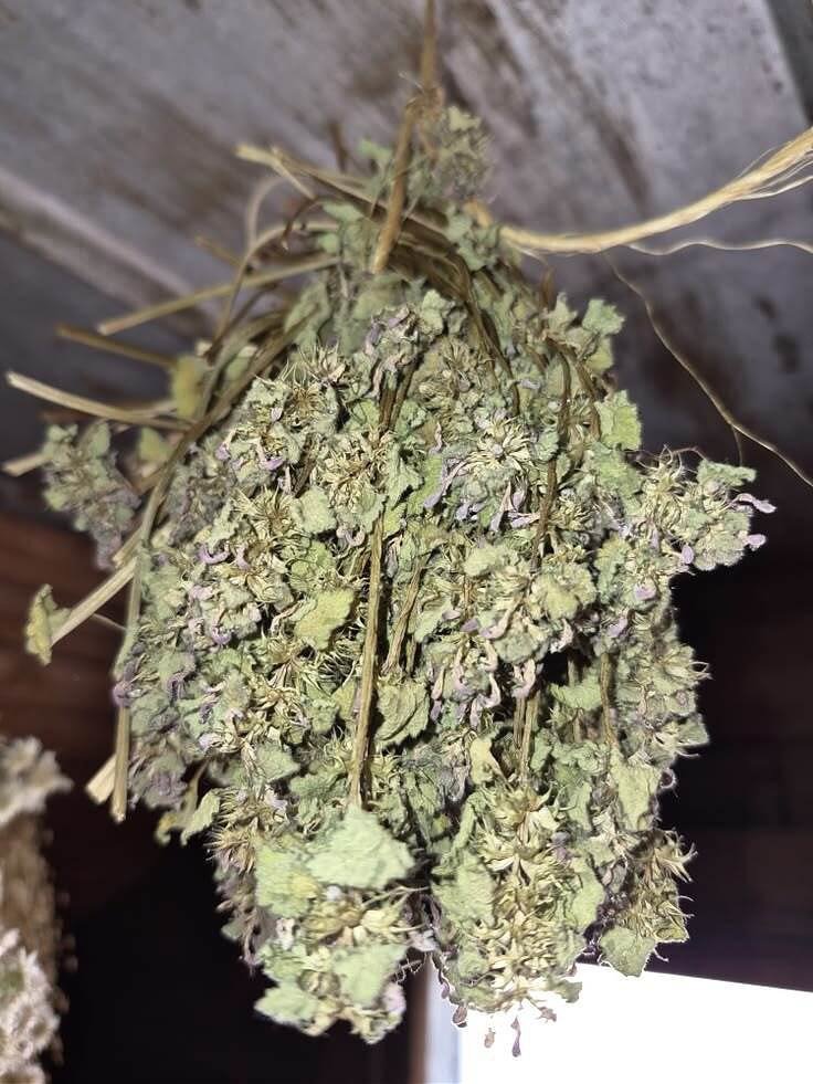 Dried Purple Dead Nettle hanging in the herb drying room at Horse-n-Bear Ranch home of The Herb Peddler