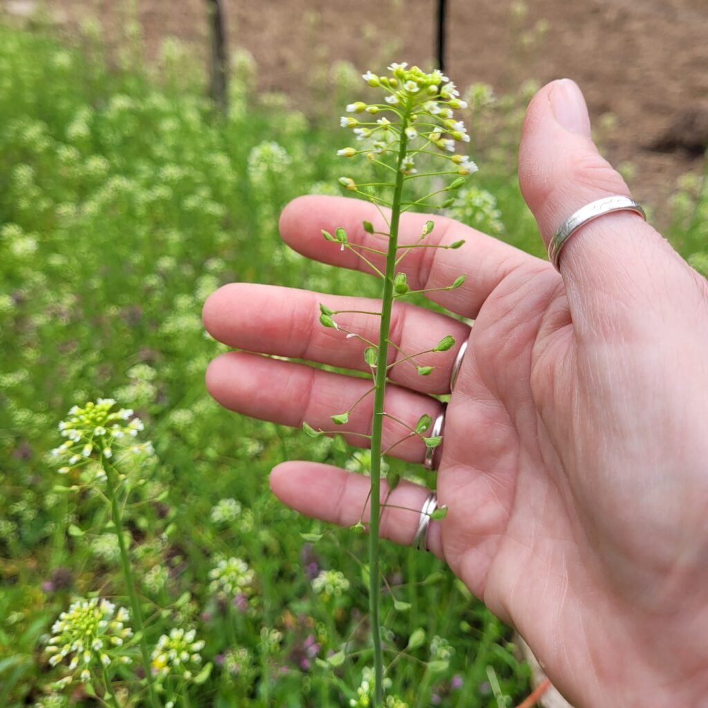 Details of live Shepherd's Purse herb at Horse-n-Bear Ranch home of The Herb Peddler