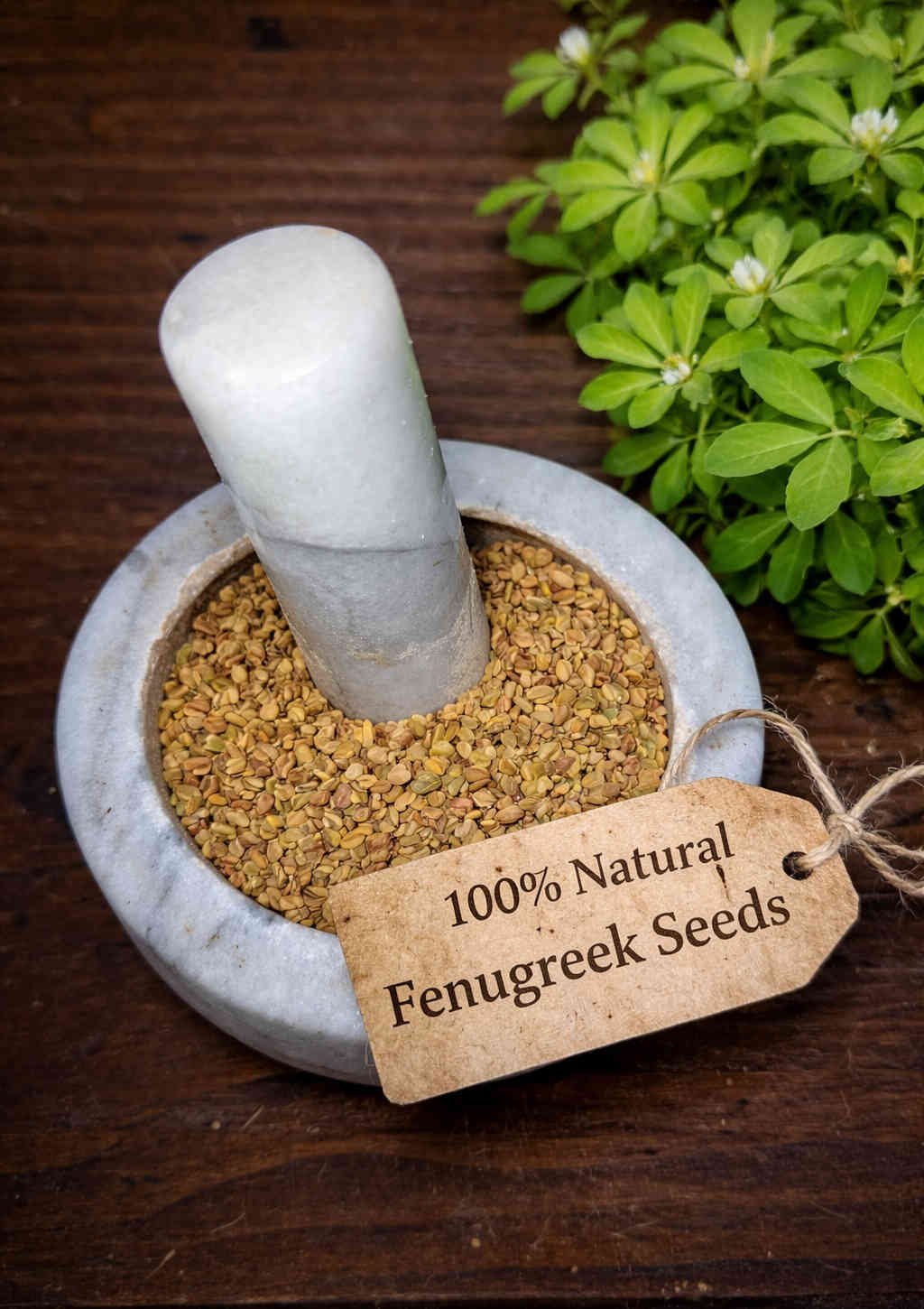 Fenugreek seeds whole, in a mortar and pestle with Trigonella foenum-graecum plant - The Herb Peddler
