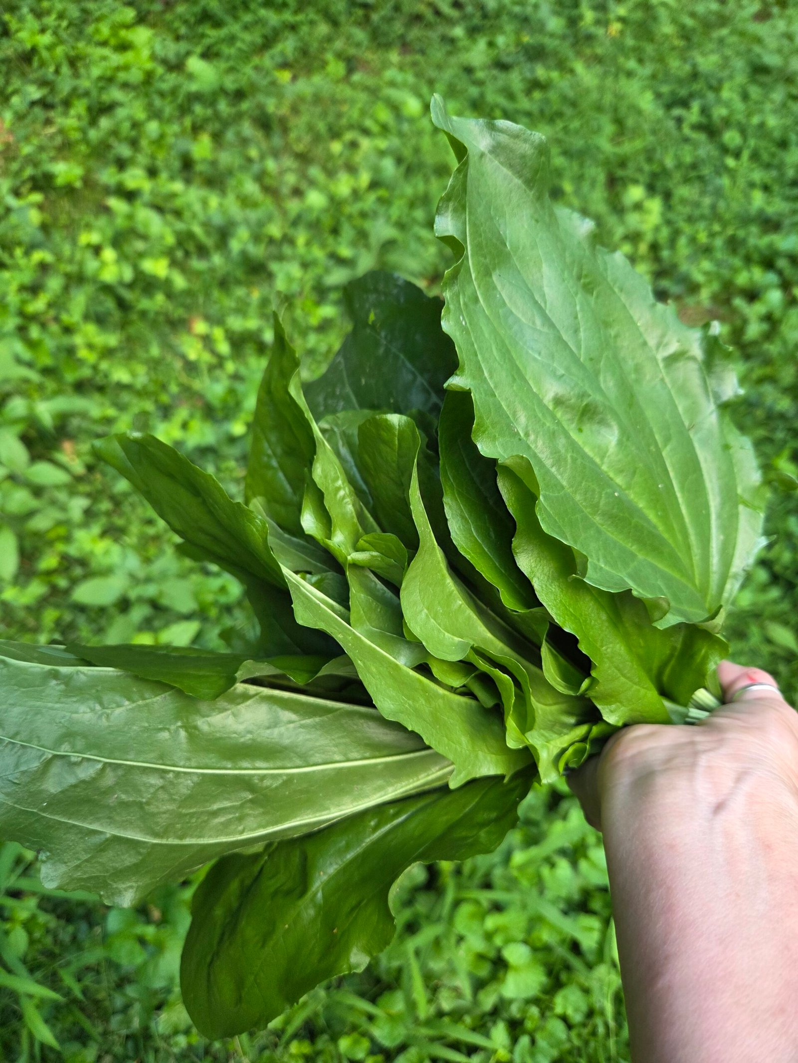 Plantain leaf Plantago major freshly harvested - The Herb Peddler