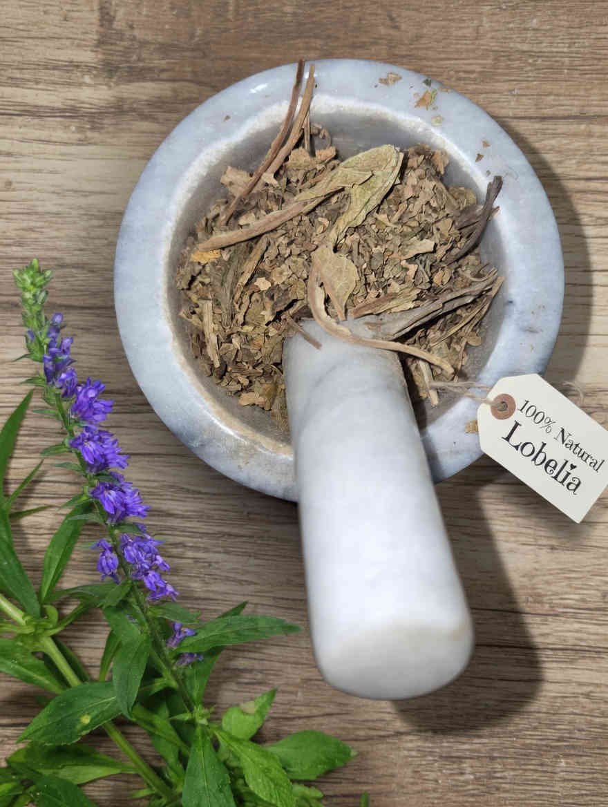 Lobelia dried herb in a mortar and pestle with Lobelia inflata plant background - The Herb Peddler