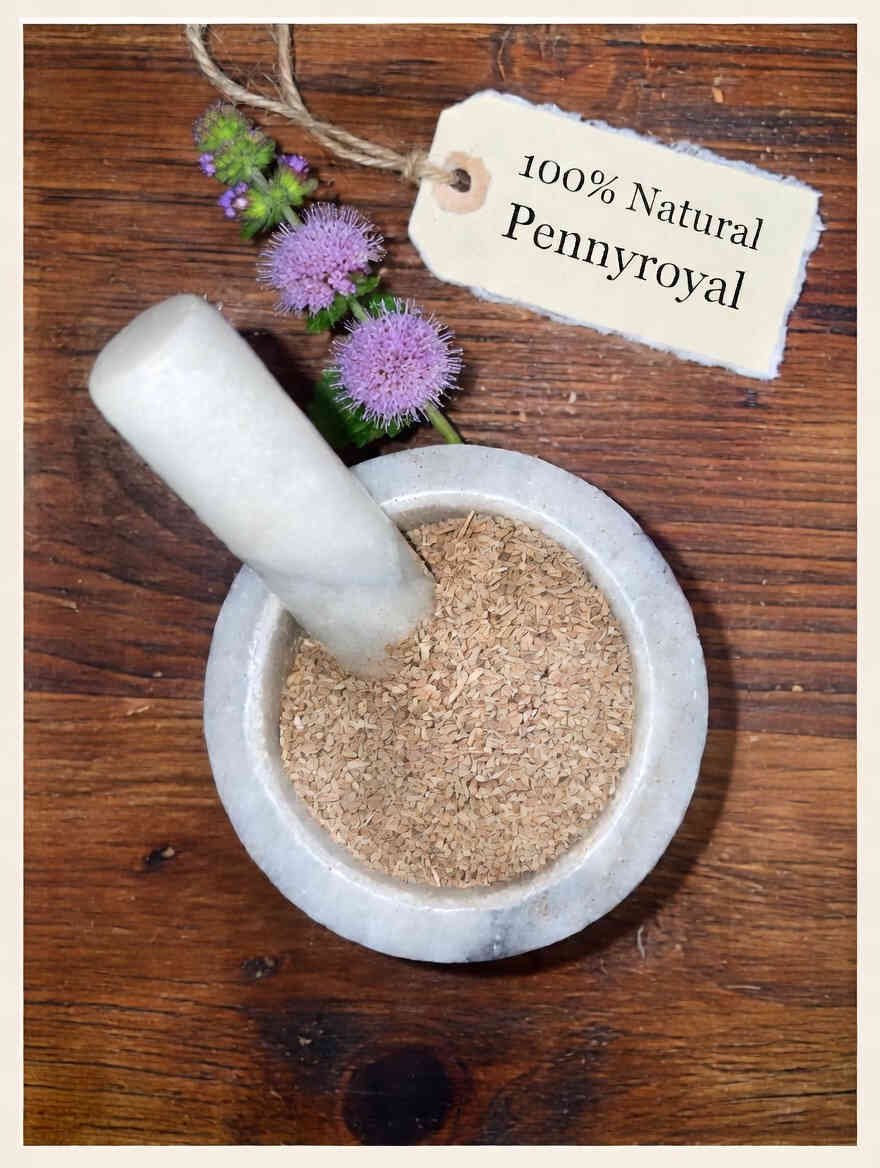 Pennyroyal dried herb in a mortar and pestle with Mentha pulegium plant background - The Herb Peddler