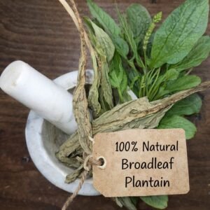 Plantain leaf dried herb in a mortar and pestle with Plantago major plant background - The Herb Peddler