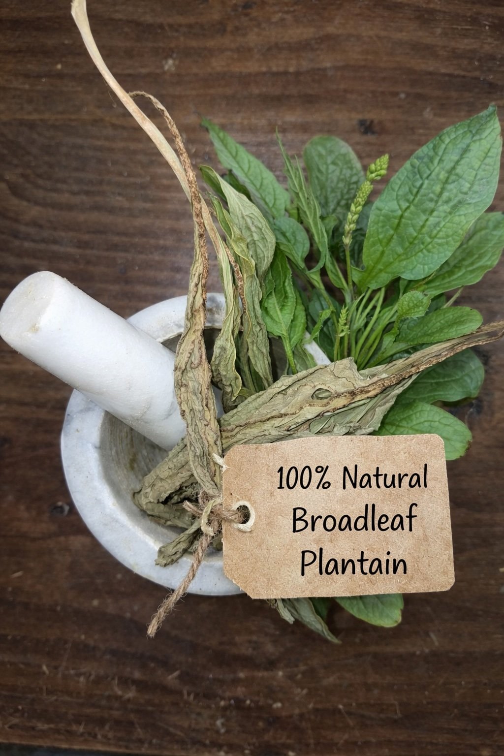 Plantain leaf dried herb in a mortar and pestle with Plantago major plant background - The Herb Peddler