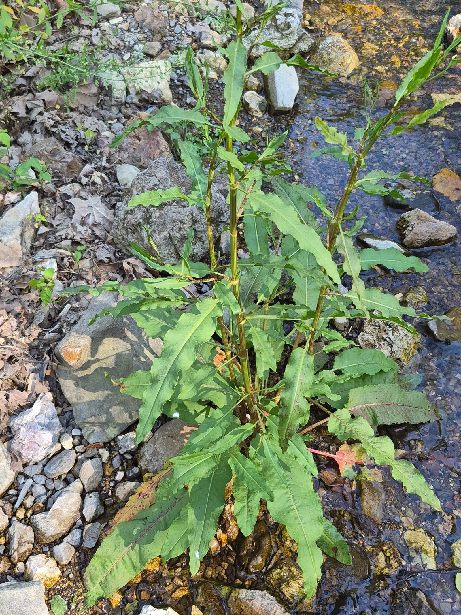 Curly Dock also known as Yellow Dock is growing by the creek - The Herb Peddler