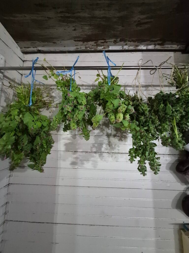 Herbs drying in the attic of The Herb Peddler