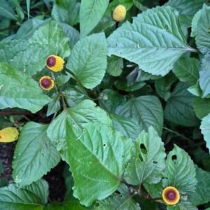 Toothache Plant (Acmella oleracea) growing with yellow and red flower heads and green leaves at The Herb Peddler