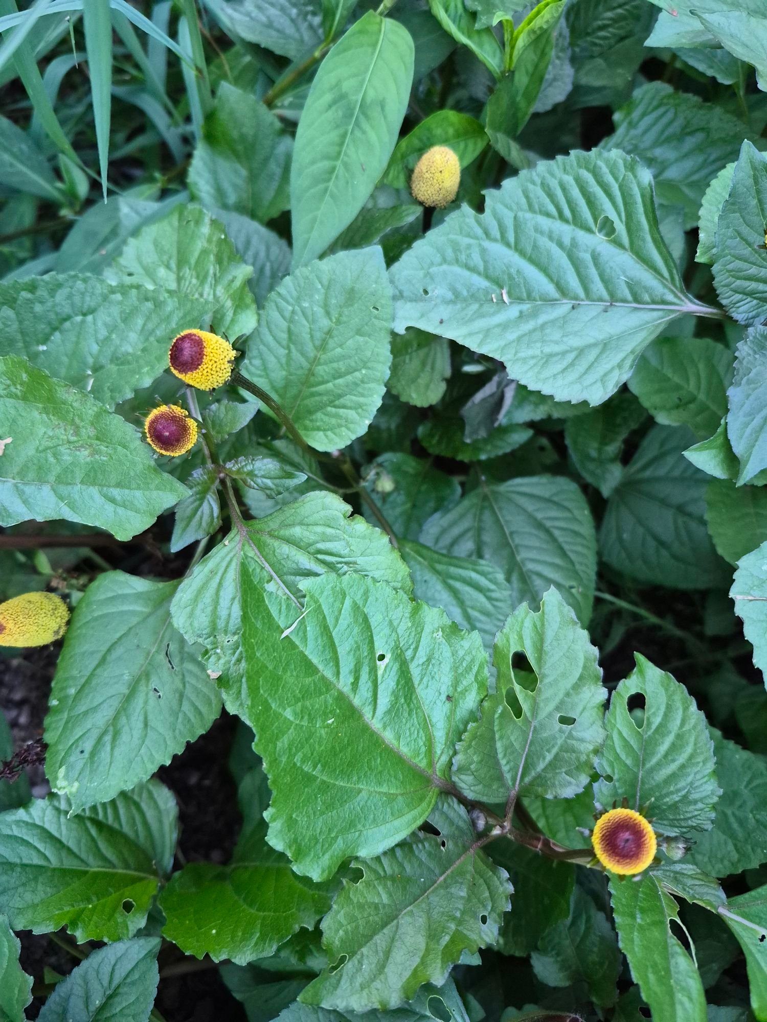 Toothache Plant (Acmella oleracea) growing with yellow and red flower heads and green leaves at The Herb Peddler