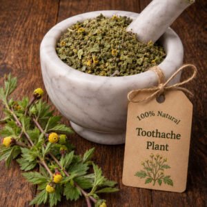 Toothache Plant dried herb with yellow-gold flower heads in a mortar and pestle with Acmella oleracea plant background - The Herb Peddler