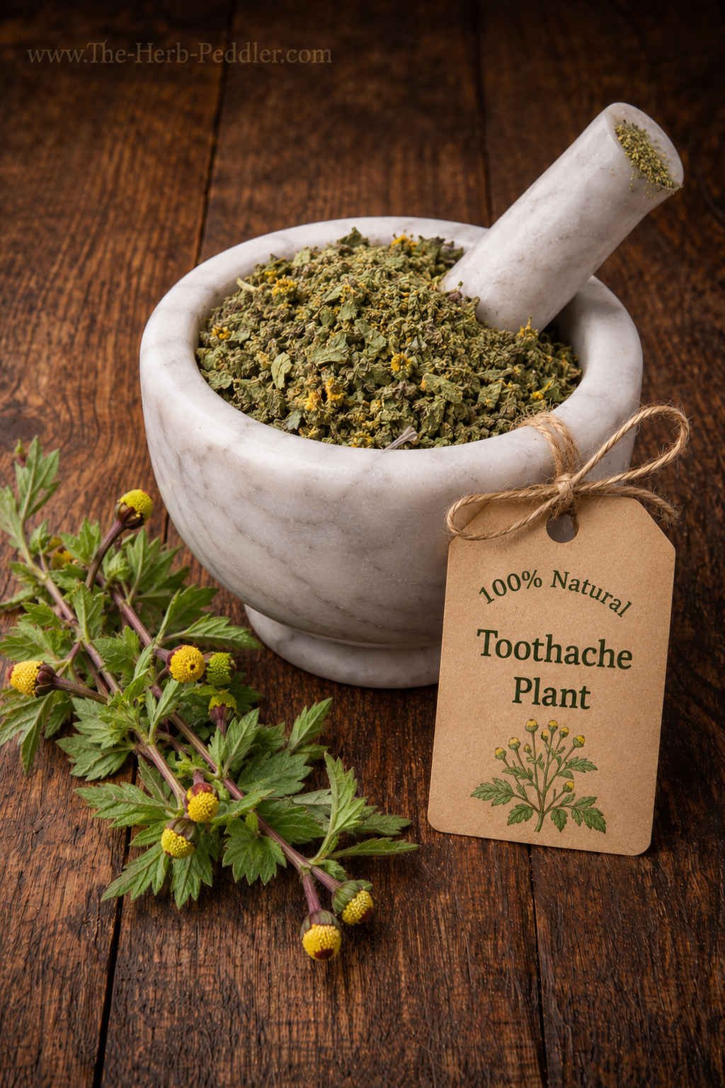Toothache Plant dried herb with yellow-gold flower heads in a mortar and pestle with Acmella oleracea plant background - The Herb Peddler