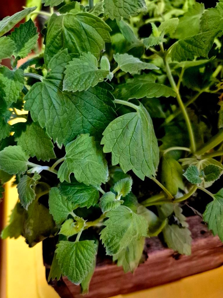 Fresh herbs grown at Horse-n-Bear Ranch by master herbalists.